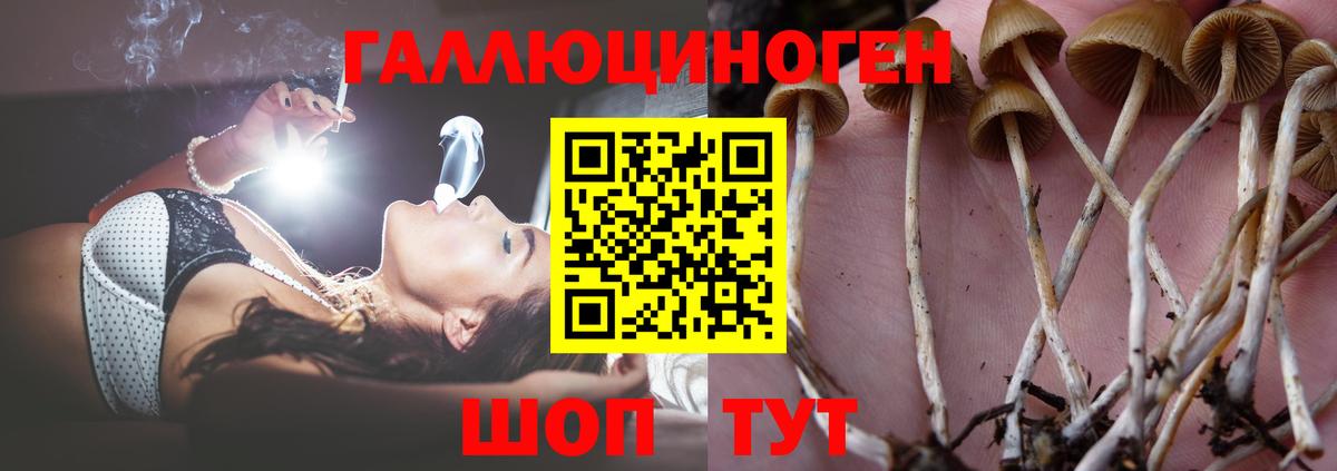 Псилоцибиновые грибы MAGIC MUSHROOMS  Кемерово  Псилоцибиновые грибы Psilocybine cubensis 